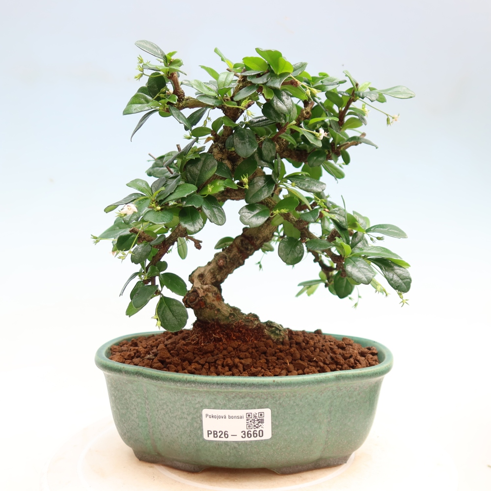 Pokojová bonsai - Carmona macrophylla - Čaj fuki