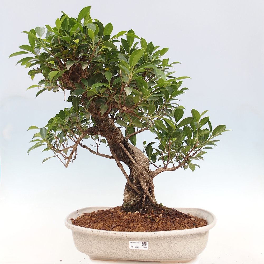 Pokojová bonsai - Ficus kimmen -  malolistý fíkus - POUZE OSOBNÍ ODBĚR nebo paletová přeprava