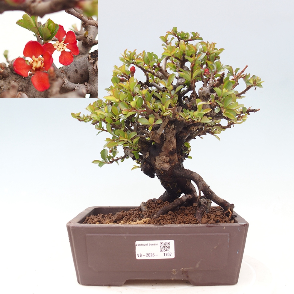 Venkovní  bonsai -  Chaneomeles speciosa - Kdoulovec ozdobný