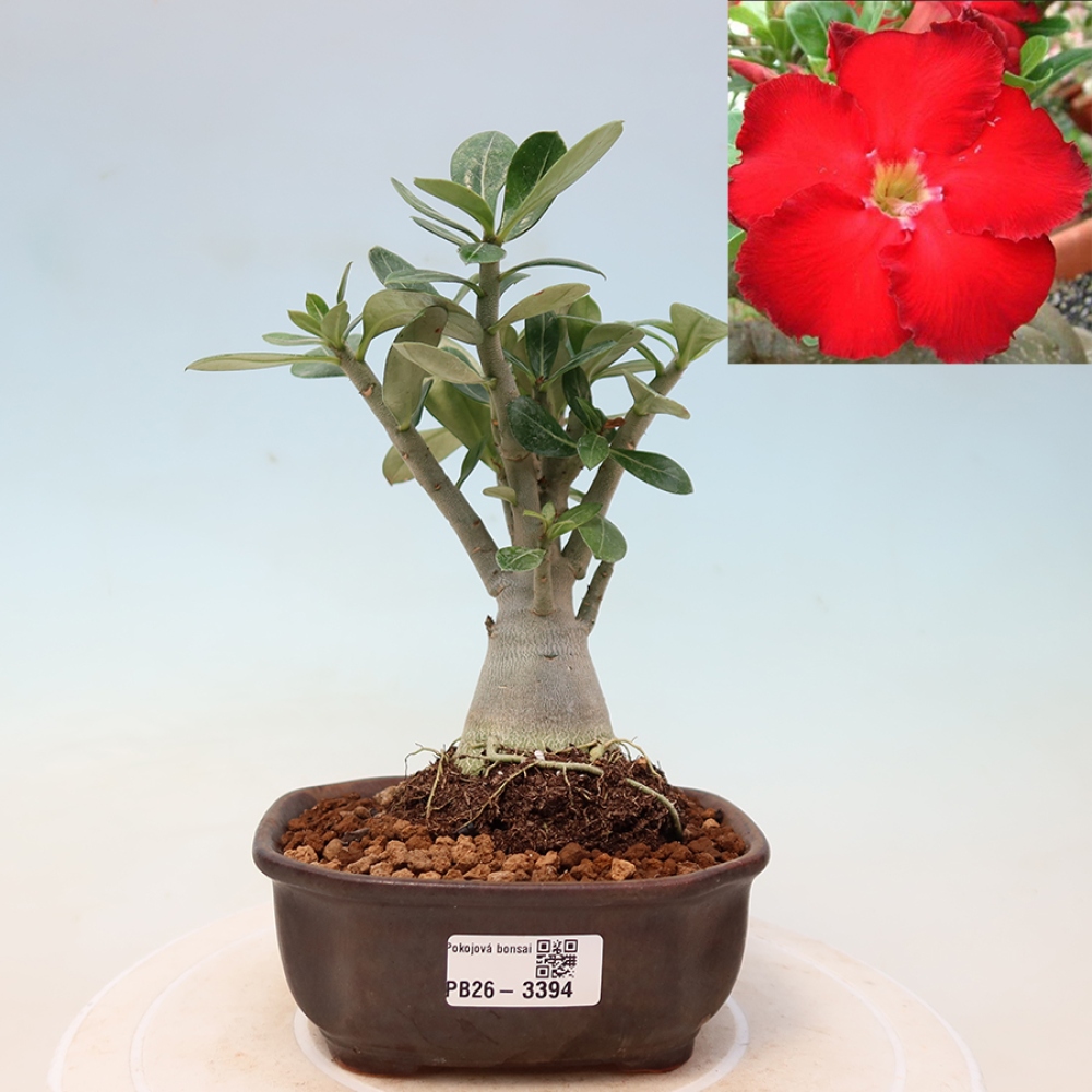 Pokojová bonsai - Adenium obesum Red Star - Pouštní růže