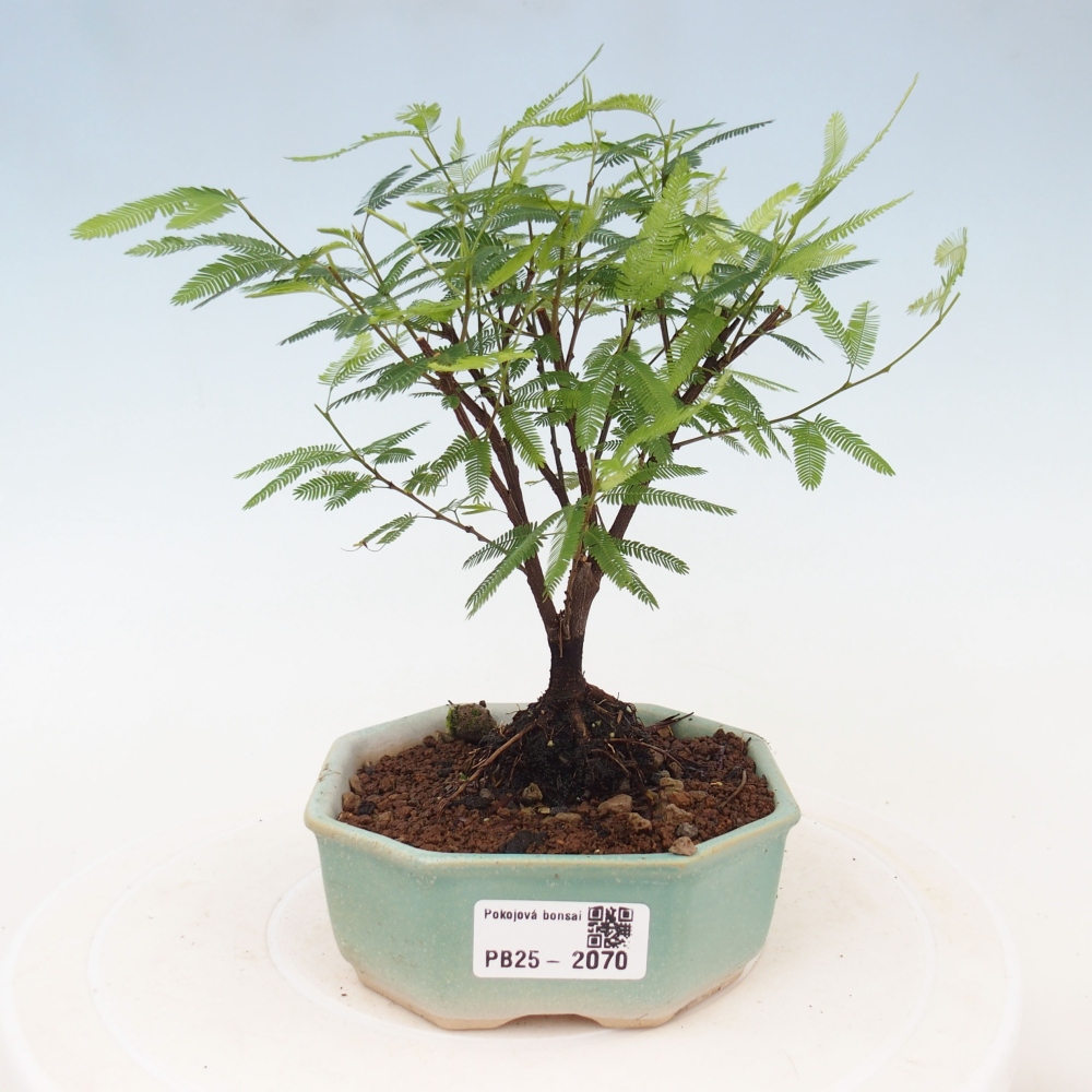 Pokojová bonsai-Calliandra surinamensis Dixie Pink - Kaliandra Suriámská