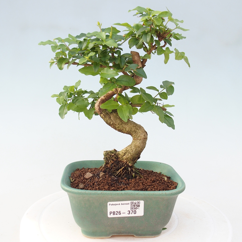 Pokojová bonsai -Ligustrum chinensis - Ptačí zob