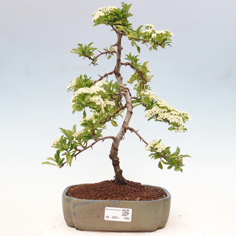 Venkovní bonsai-Pyracanta Teton -Hlohyně