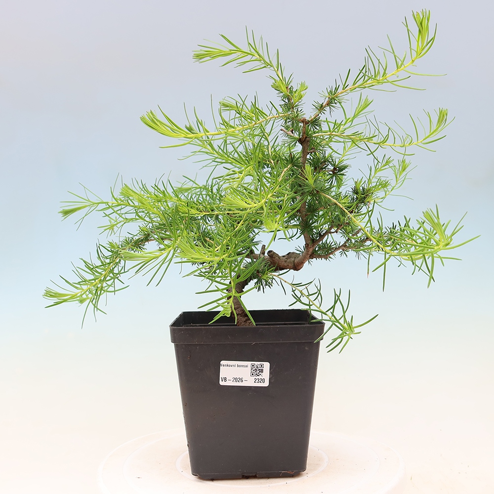 Venkovní bonsai -Larix decidua - Modřín opadavý 