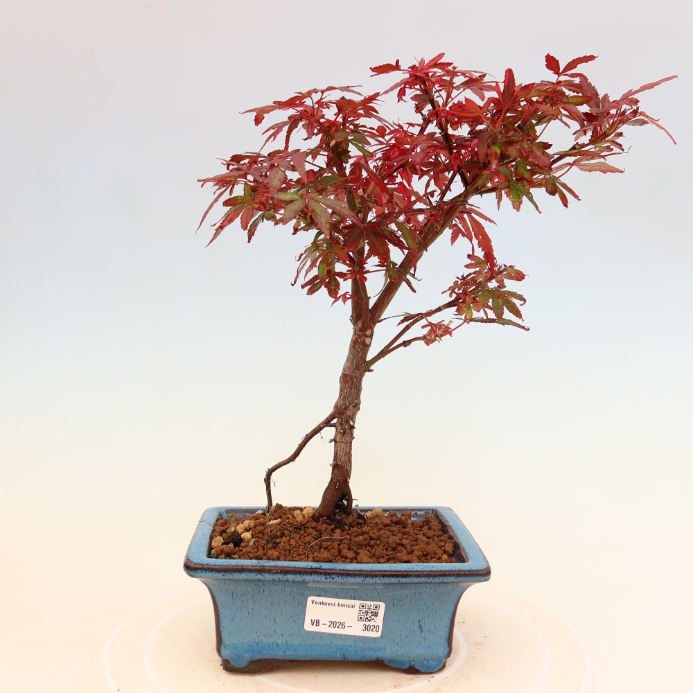 Venkovní bonsai -Javor dlanitolistý  - Acer palmatum Berry Broom 