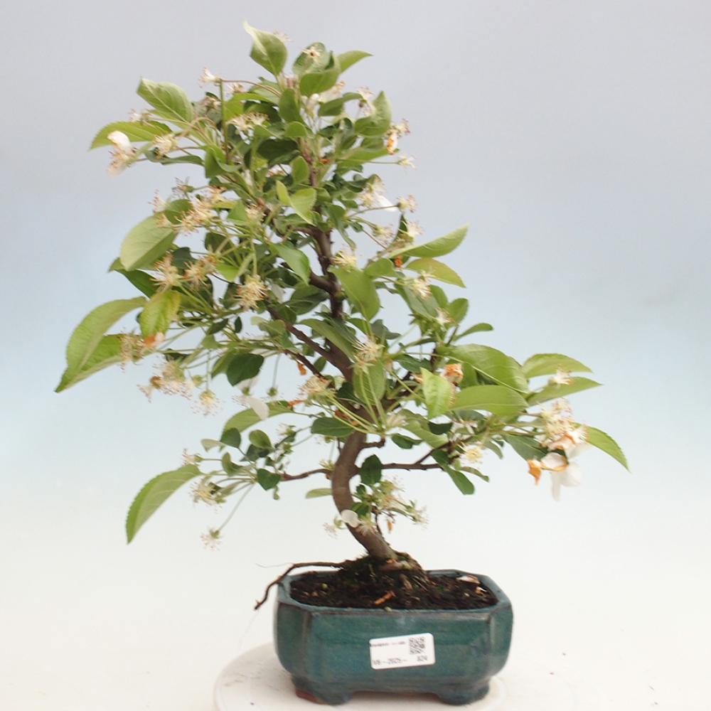 Venkovní bonsai -Malus halliana - Maloplodá jabloň