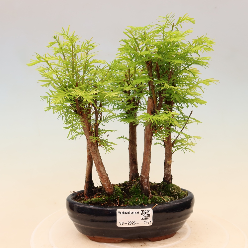 Venkovní bonsai - Metasequoia glyptostroboides - Metasekvoje čínská - lesík