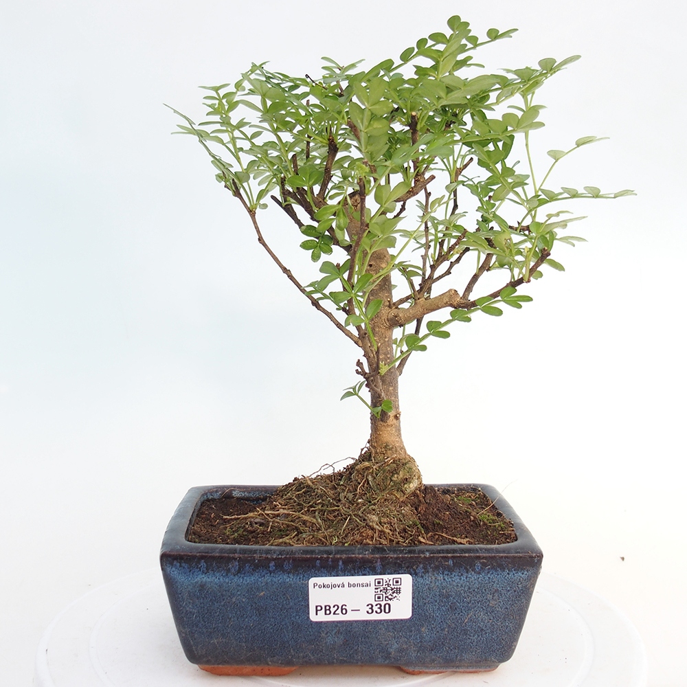 Pokojová bonsai - Zantoxylum piperitum - pepřovník