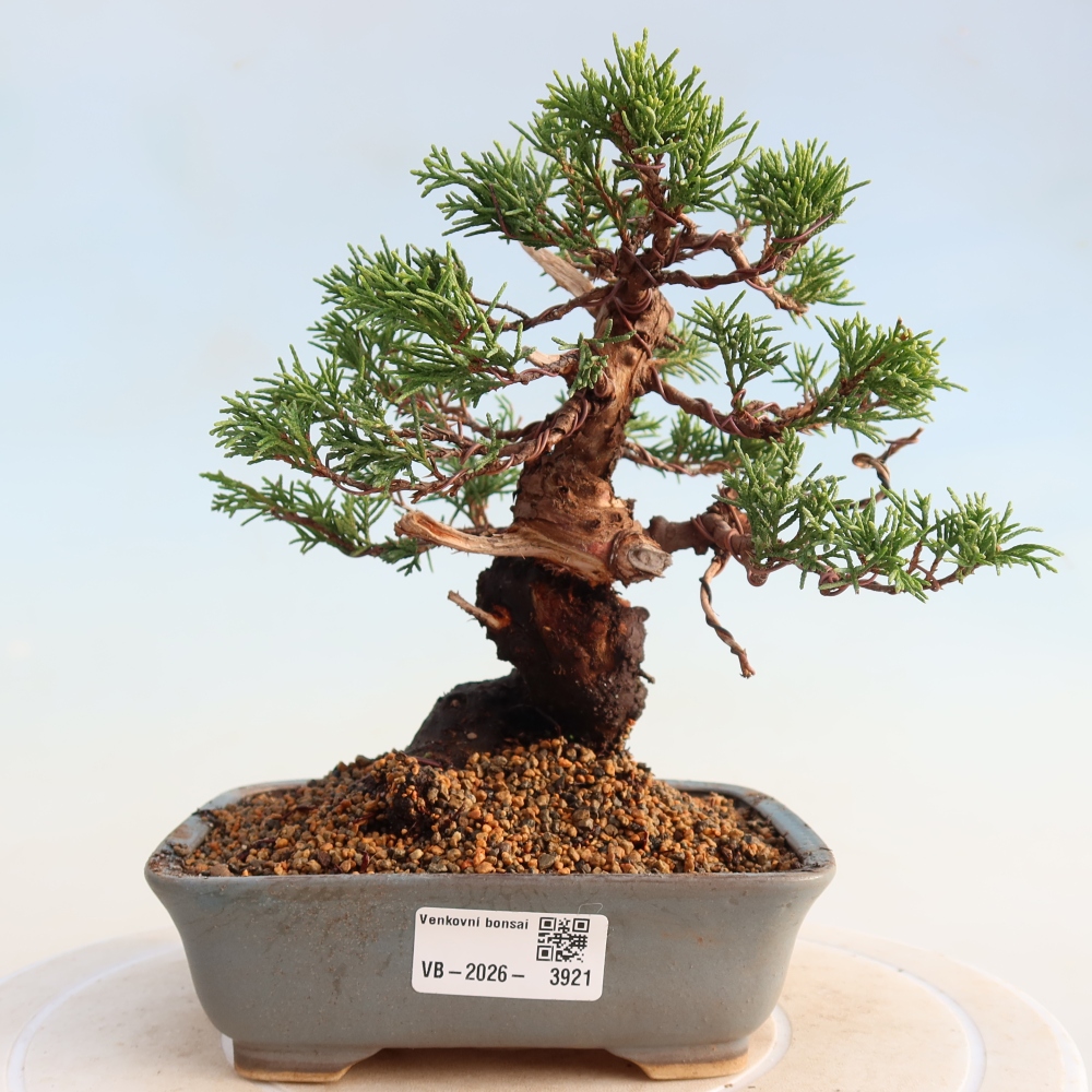Venkovní bonsai - Juniperus chinensis Itoigawa -Jalovec čínský