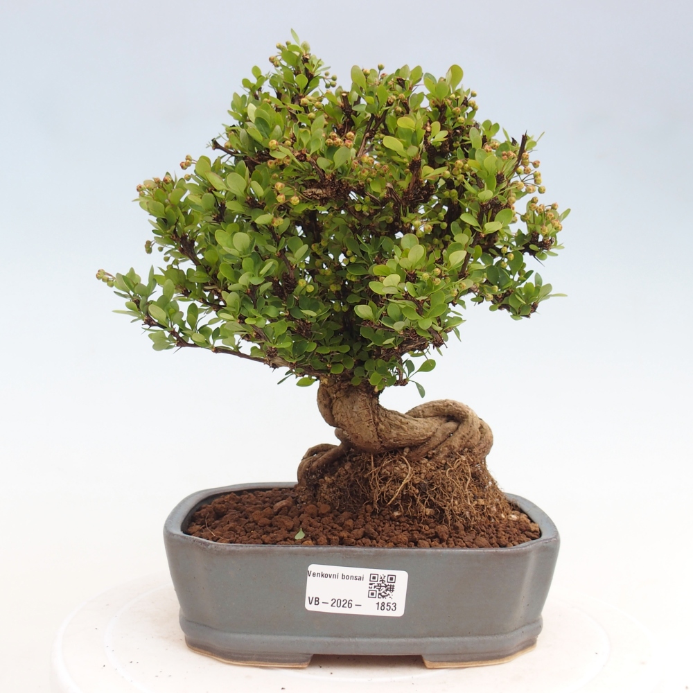 Venkovní bonsai - Berberis coreana - Dřištál korejský