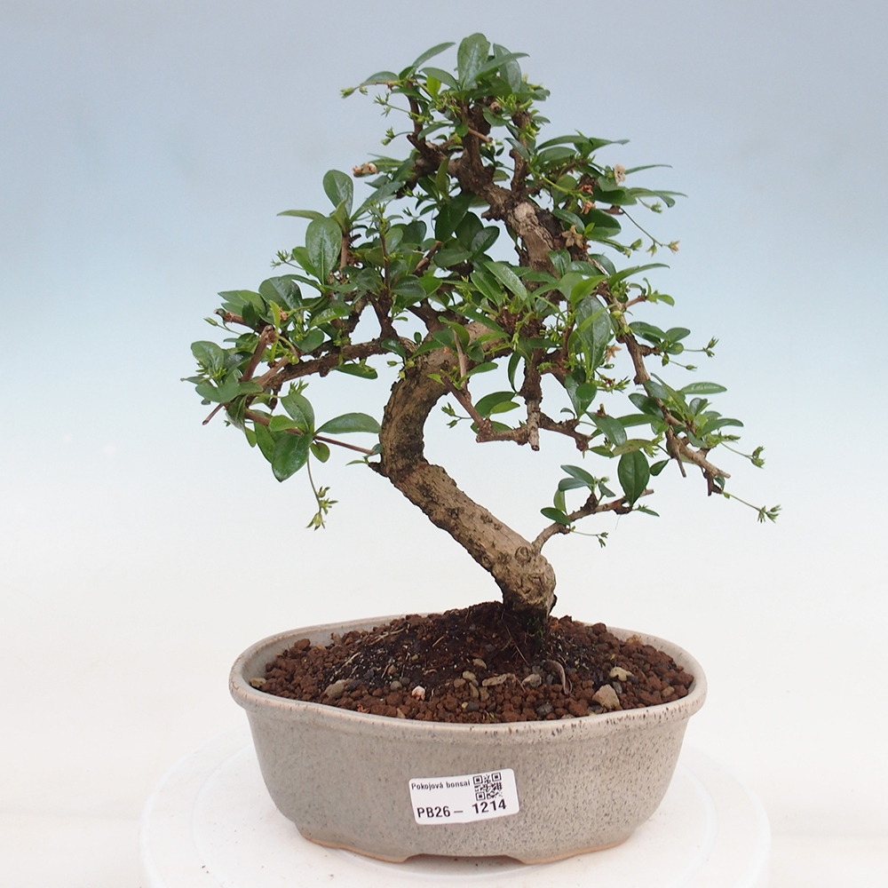 Pokojová bonsai - Carmona macrophylla - Čaj fuki
