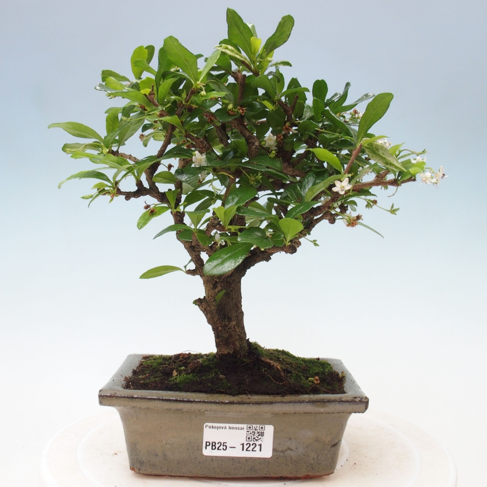 Pokojová bonsai - Carmona macrophylla - Čaj fuki