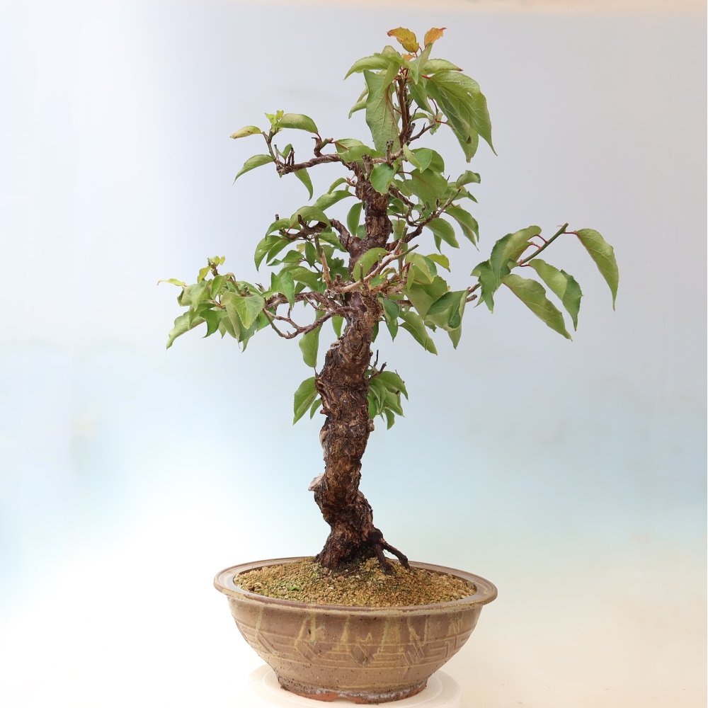 Venkovní bonsai -Japonská meruňka - Prunus Mume