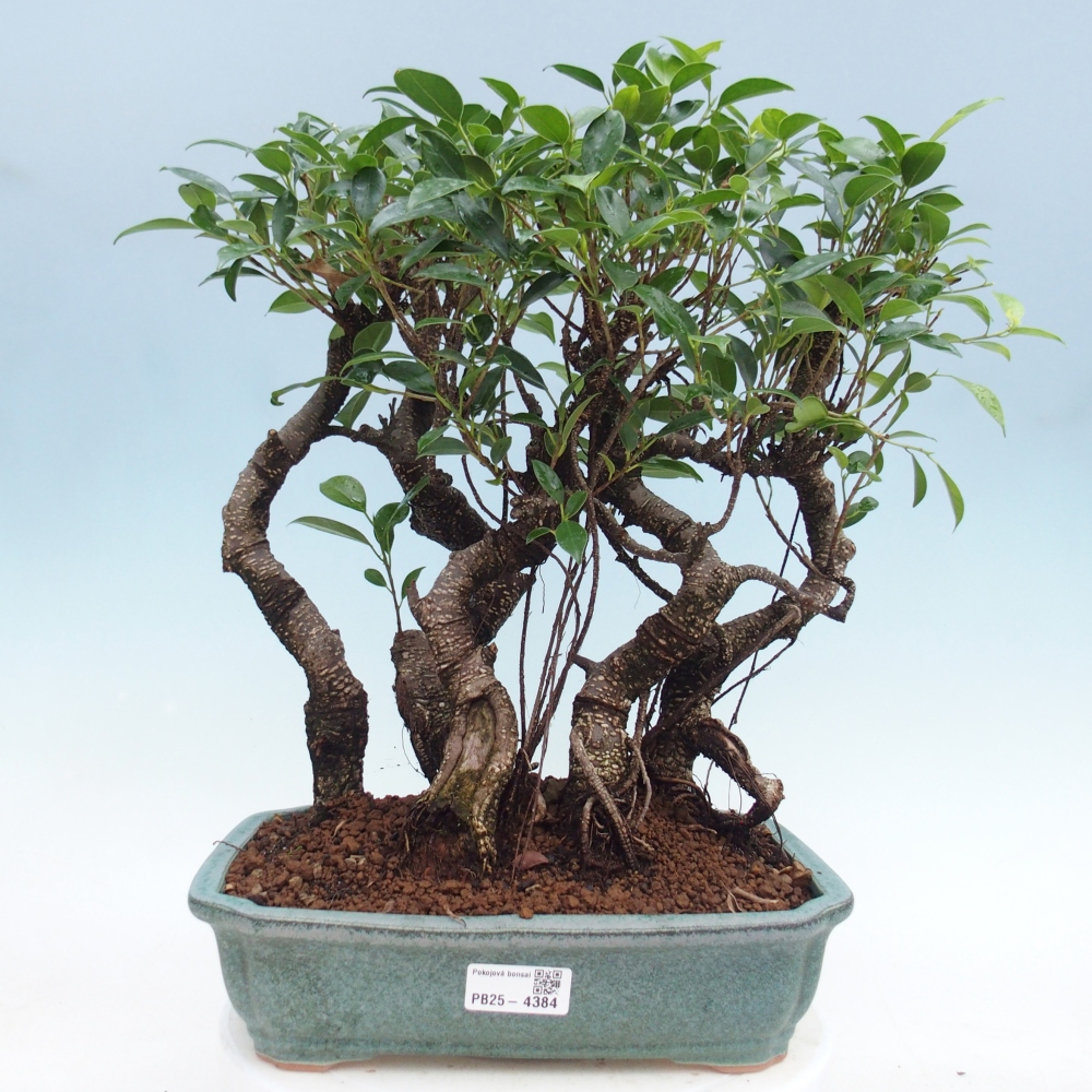 Pokojová bonsai - Ficus kimmen -  malolistý fíkus