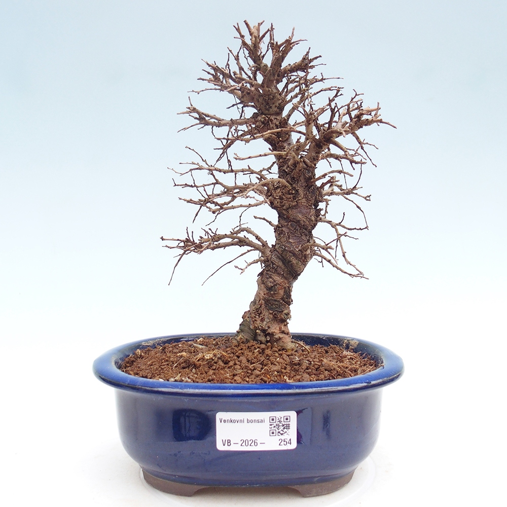 Venkovní bonsai - Zelkova - Zelkova NIRE