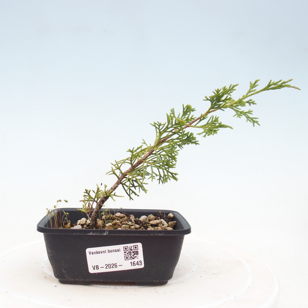 Venkovní bonsai - Juniperus chinensis Itoigawa -Jalovec čínský