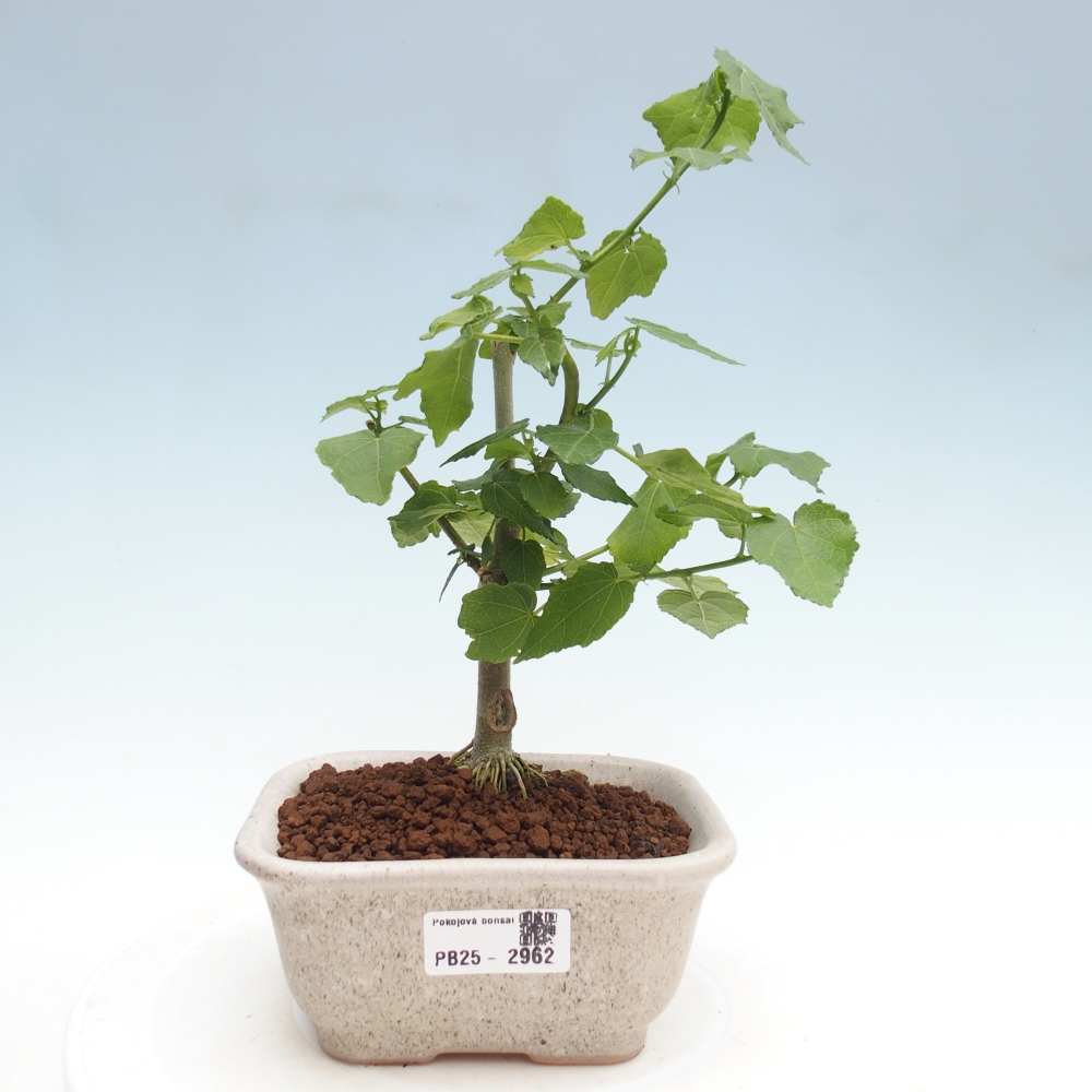 Pokojová bonsai - Malvaviscus arboreus - ibiškovec dřevnatý