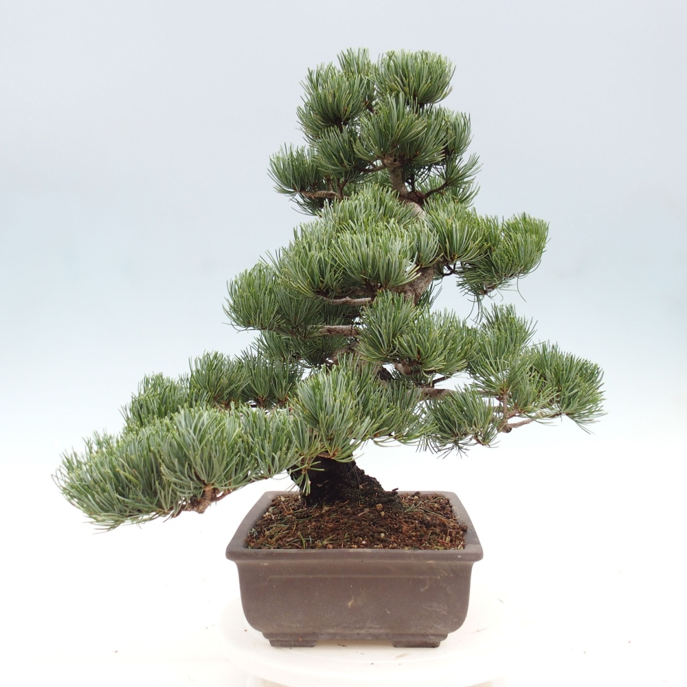 Venkovní bonsai - Pinus parviflora - Borovice drobnokvětá