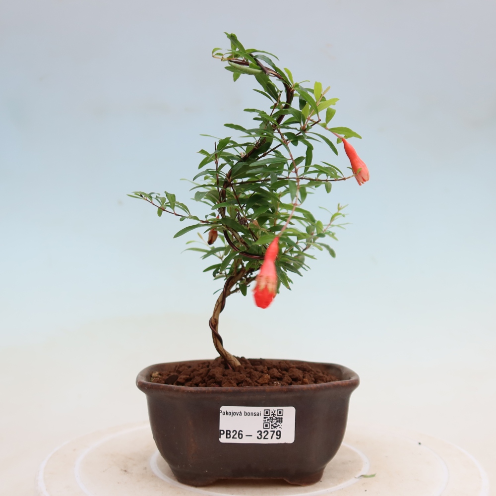 Pokojová bonsai-PUNICA granatum nana-Granátové jablko