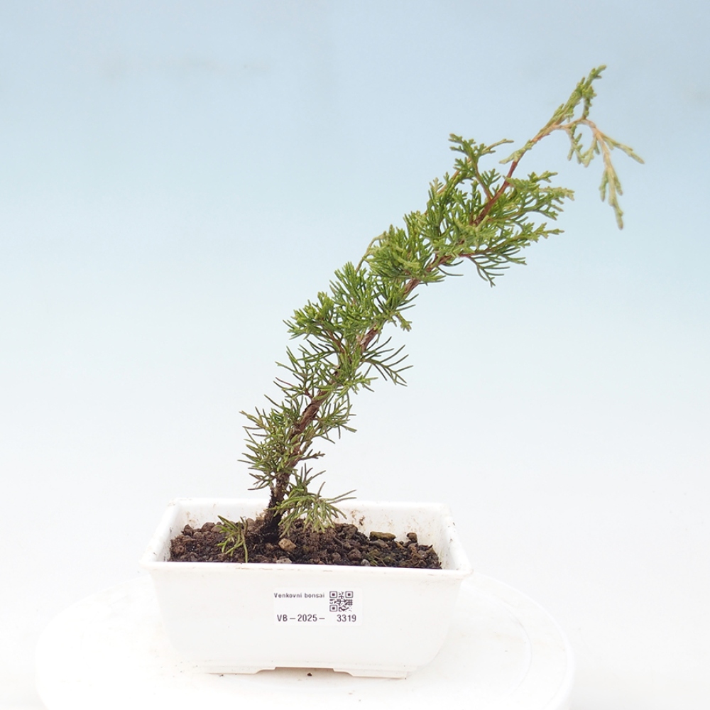 Venkovní bonsai - Juniperus chinensis Itoigawa -Jalovec čínský