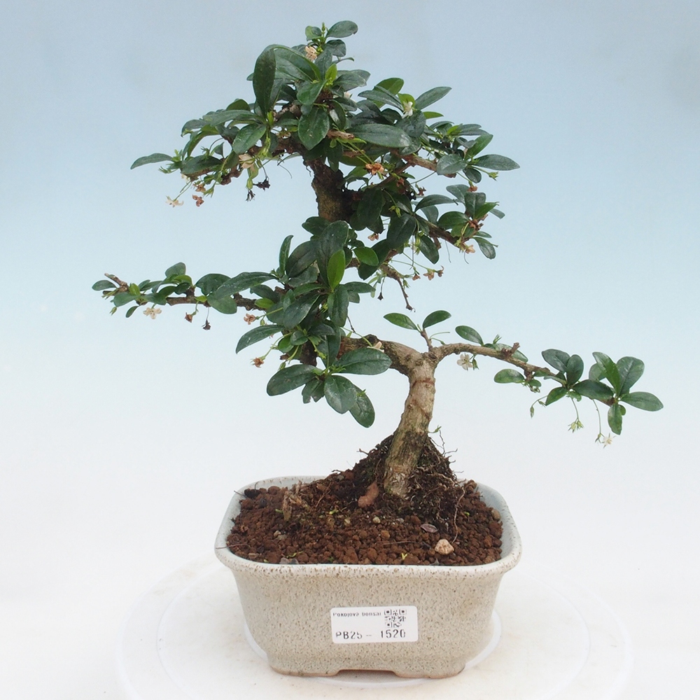 Pokojová bonsai - Carmona macrophylla - Čaj fuki