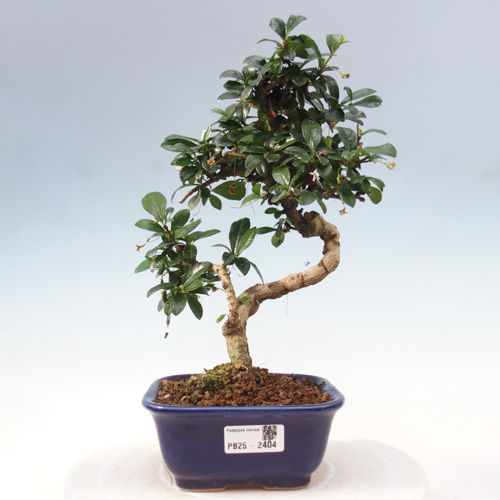 Pokojová bonsai - Carmona macrophylla - Čaj fuki