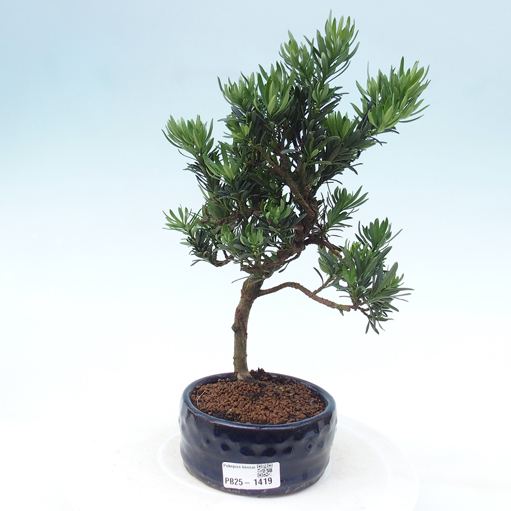 Pokojová bonsai - Podocarpus - Kamenný tis