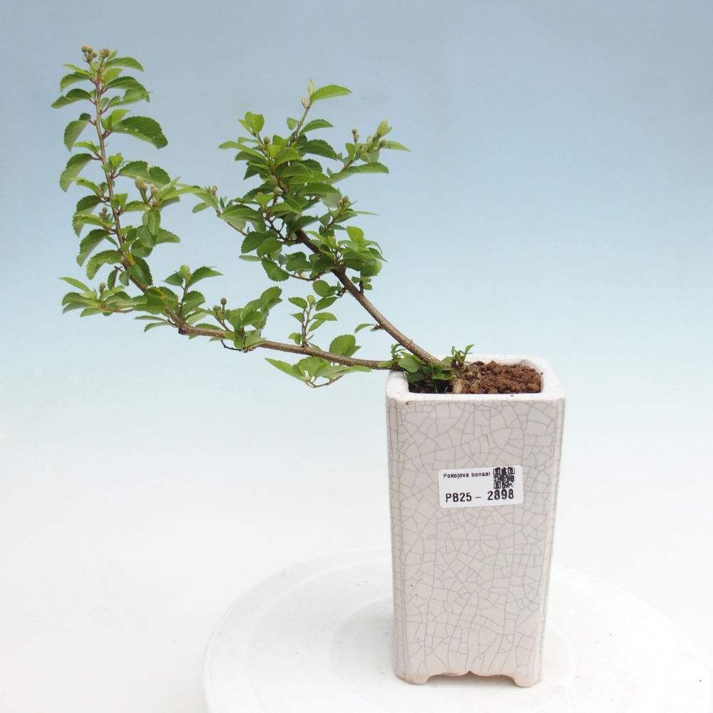 Pokojová bonsai - Grewia occidentalis - Hvězdice levandulová