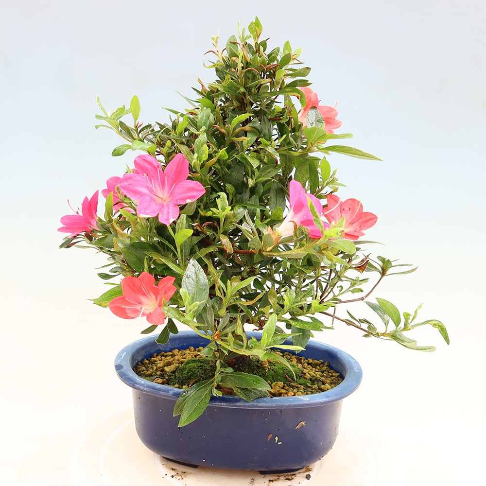 Venkovní bonsai - Japonská azalka - Azalea Beniko