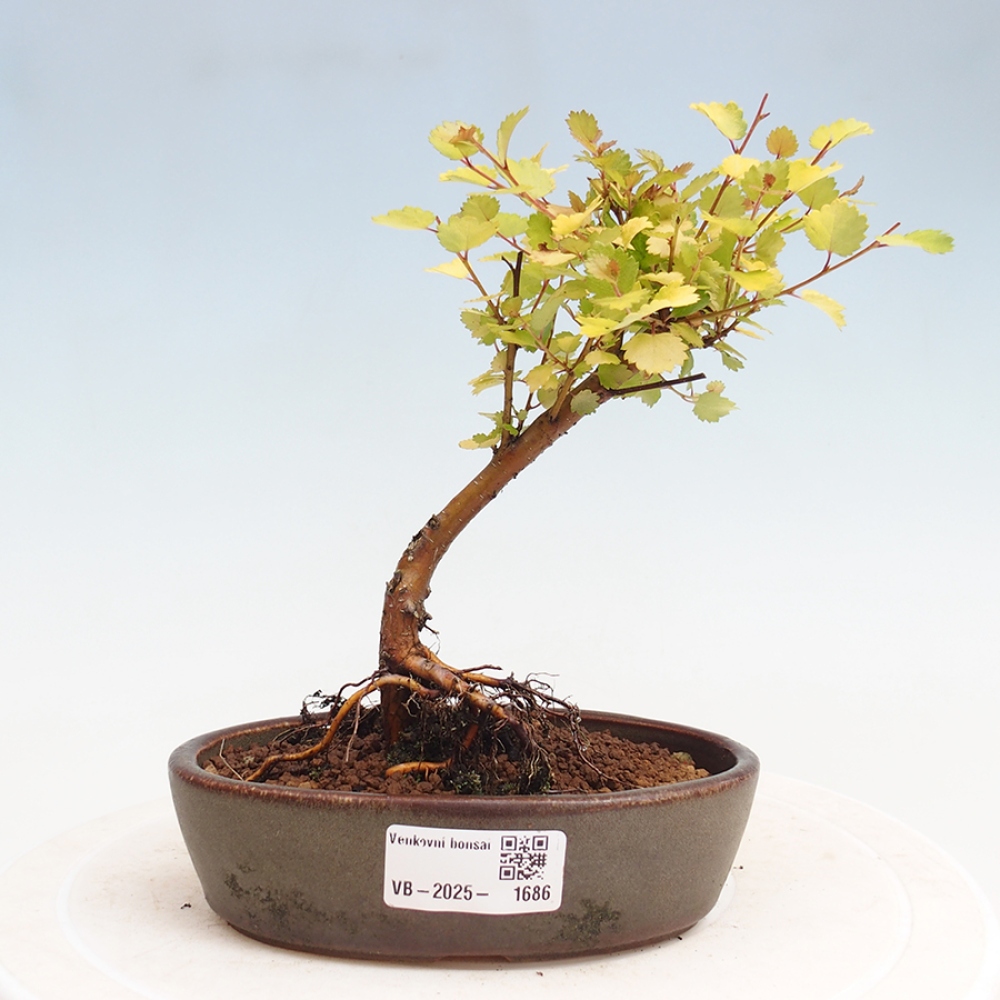 Venkovní bonsai - bříza trpasličí - Betula NANA Treasure