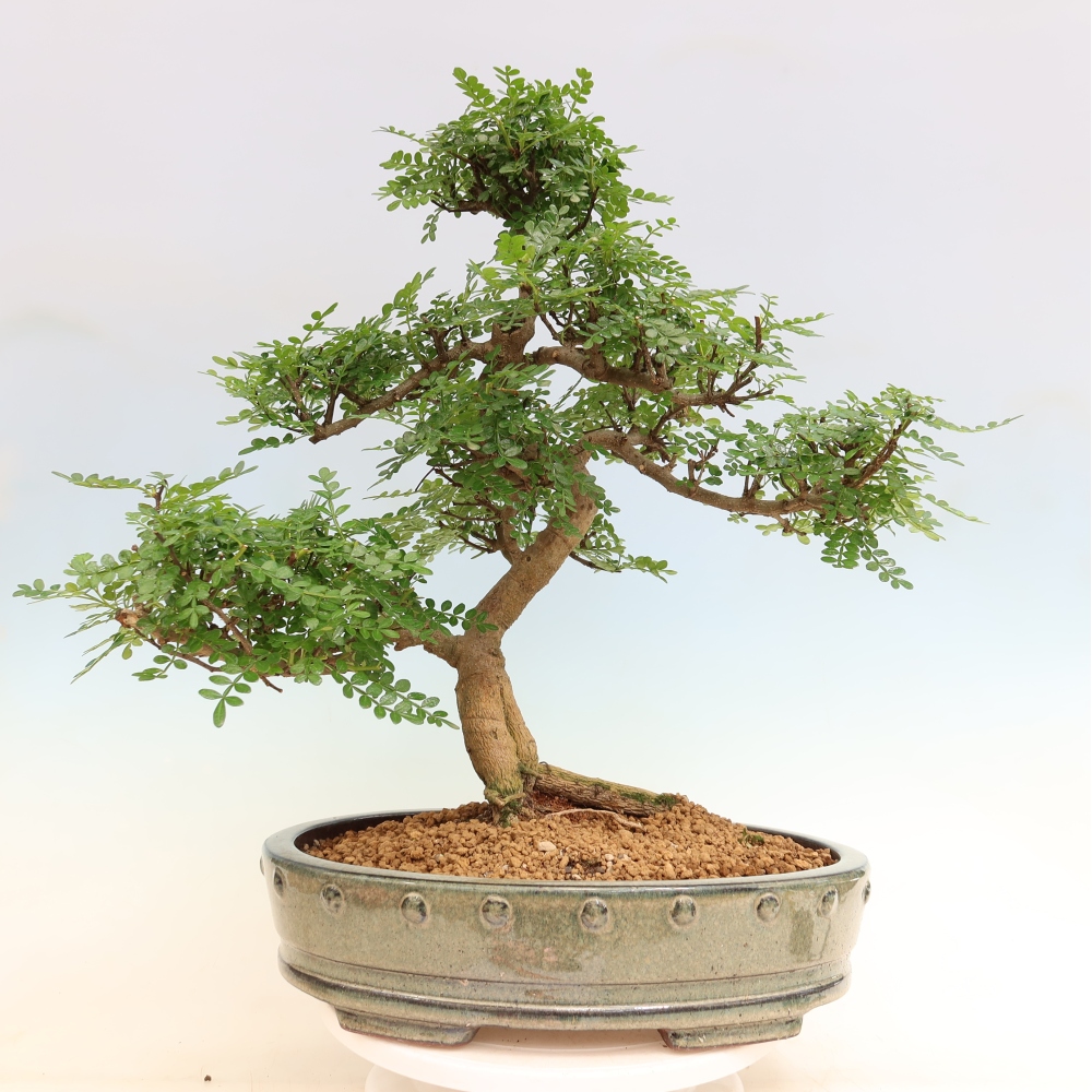 Pokojová bonsai - Zantoxylum piperitum - pepřovník