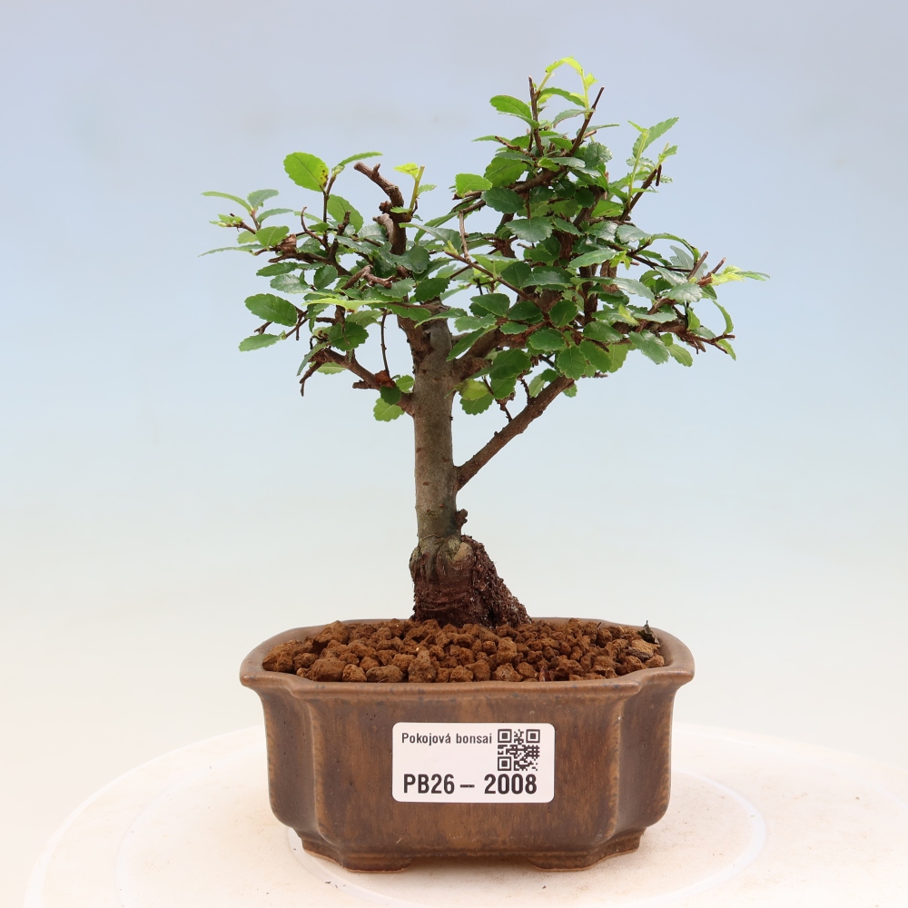 Pokojová bonsai - Ulmus parvifolia - Malolistý jilm