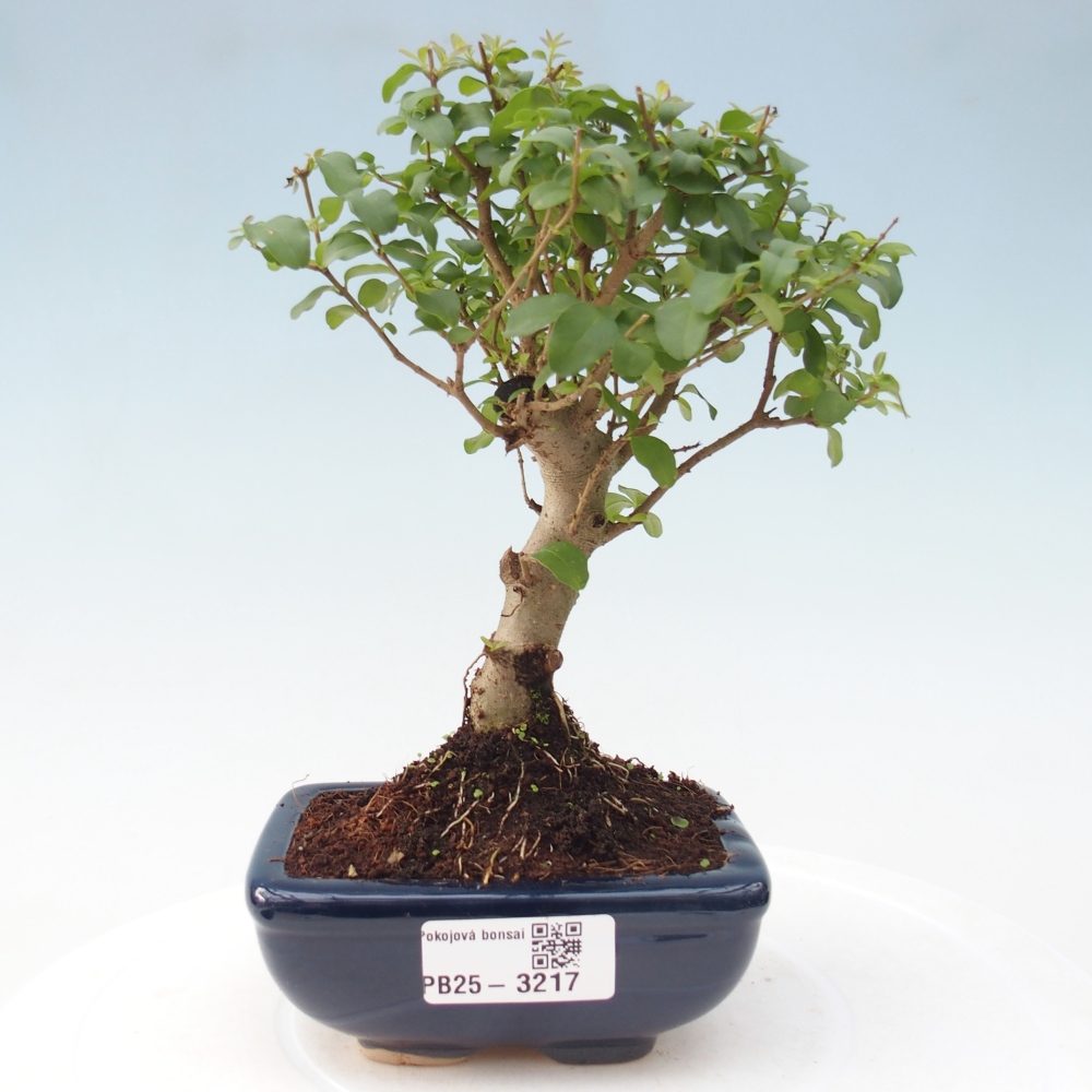 Pokojová bonsai -Ligustrum chinensis - Ptačí zob