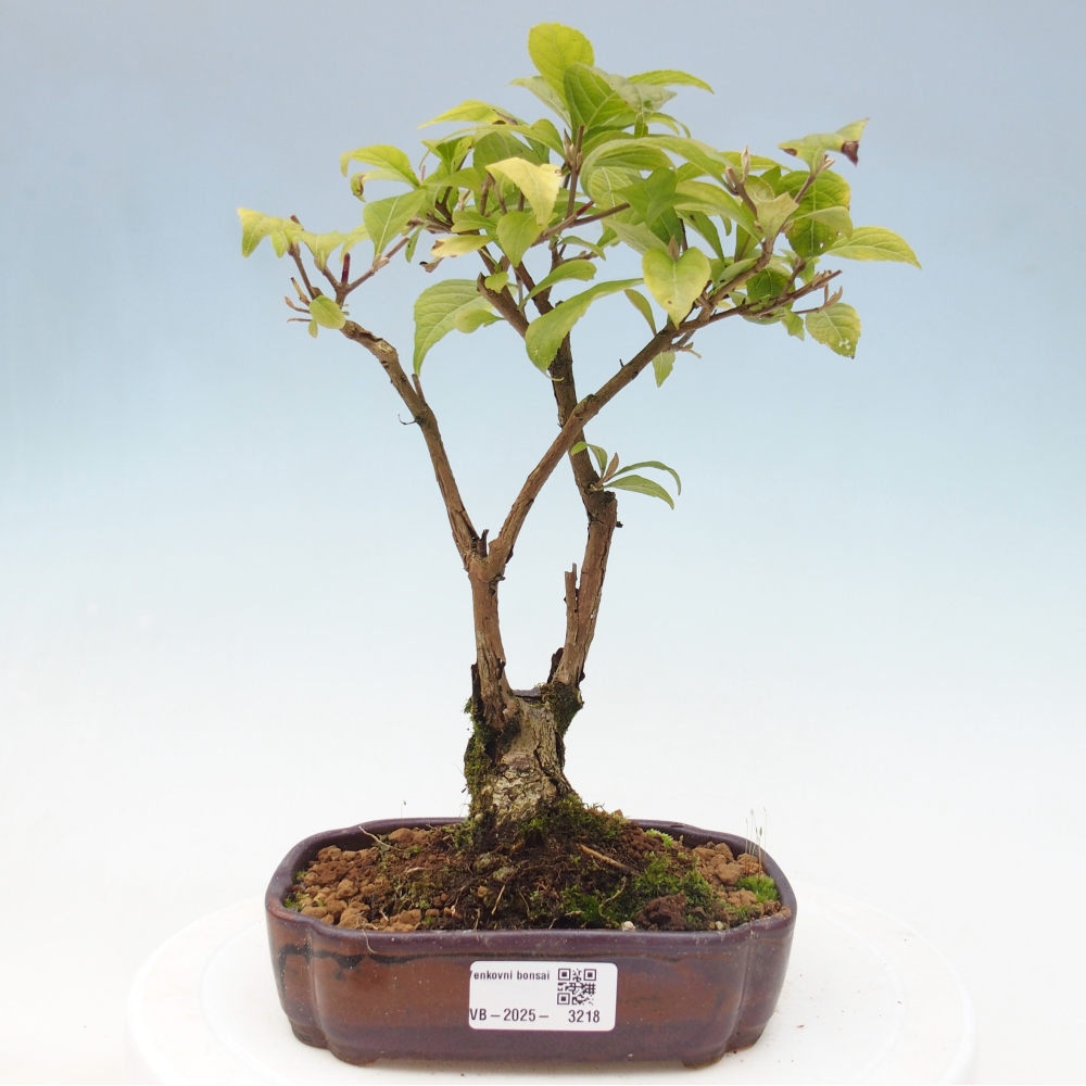 Venkovní bonsai - krásnoplodka - Callicarpa japonica