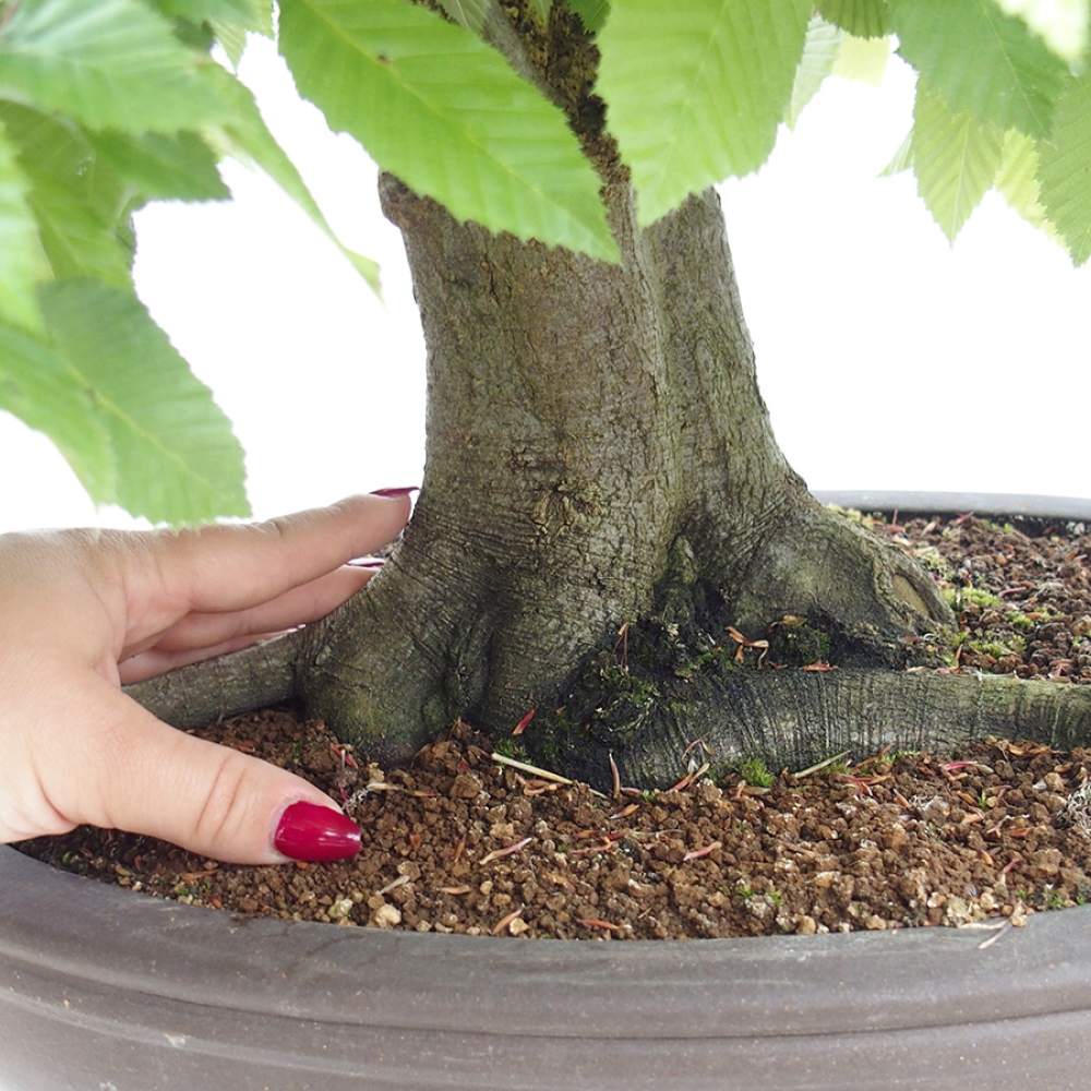 Venkovní bonsai - Habr obecný - Carpinus betulus