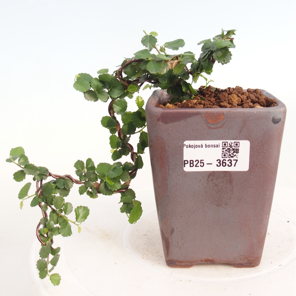 Pokojová bonsai - Grewia sp. - Grewie malolistá