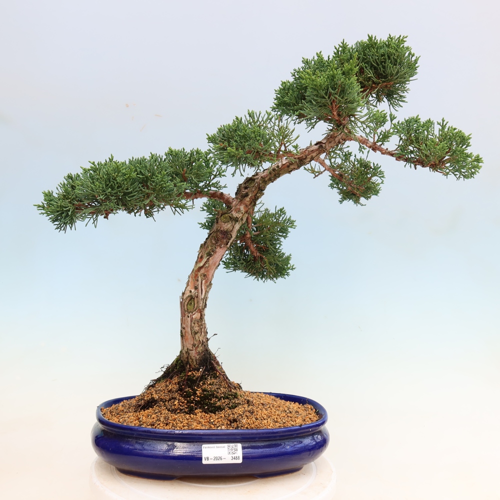 Venkovní bonsai - Juniperus chinensis Kishu -Jalovec čínský