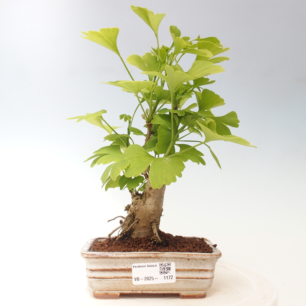 Venkovní bonsai - Jinan dvoulaločný - Ginkgo biloba