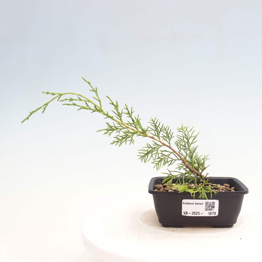 Venkovní bonsai - Juniperus chinensis Itoigawa -Jalovec čínský