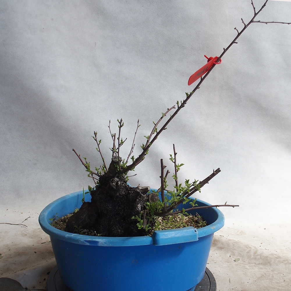 Venkovní bonsai -Mahalebka - Prunus mahaleb