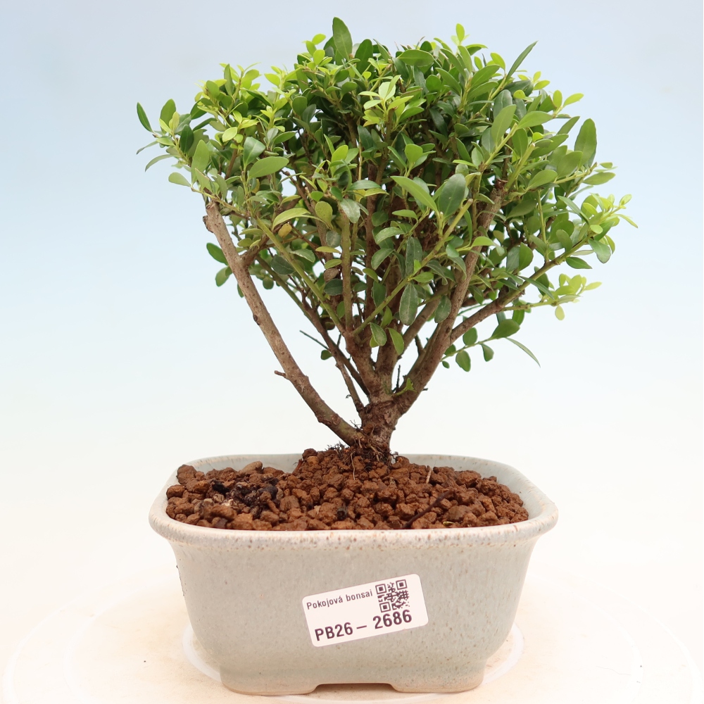 Pokojová bonsai - Ilex crenata - Cesmína