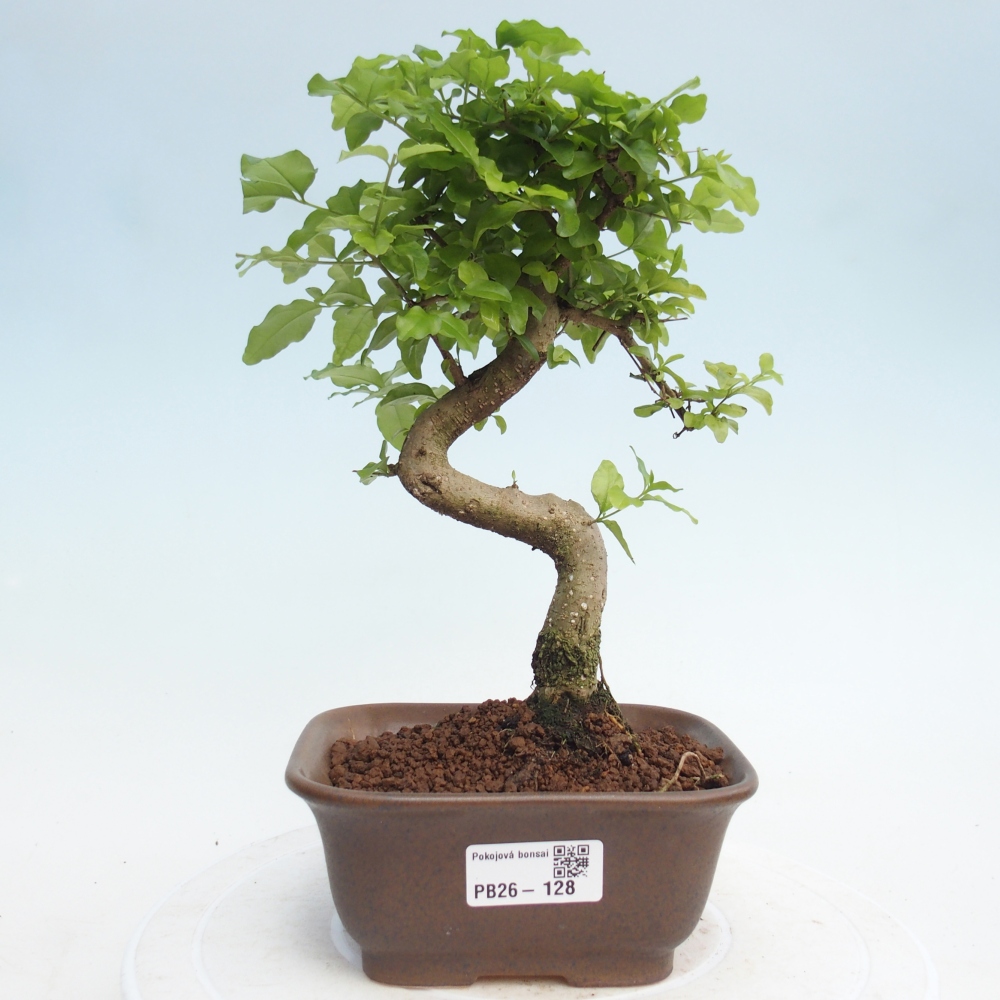 Pokojová bonsai -Ligustrum chinensis - Ptačí zob