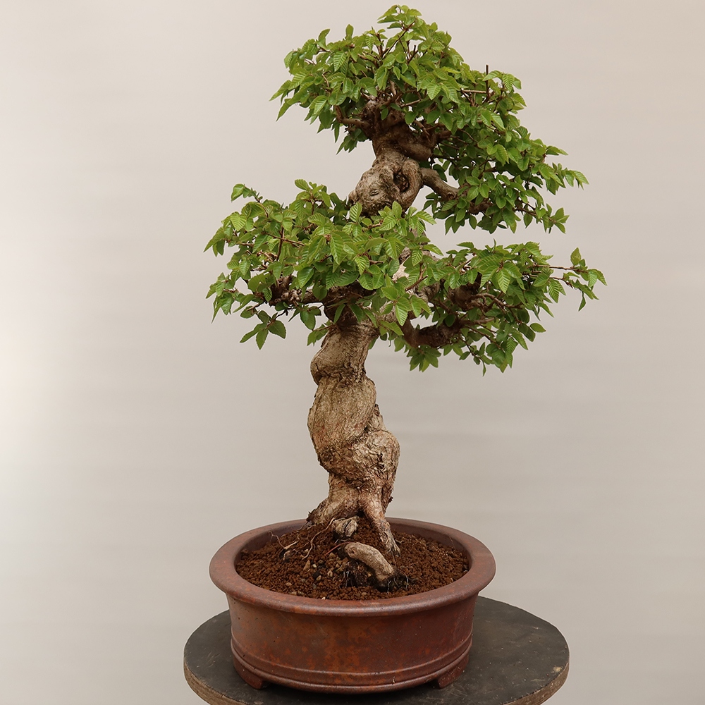 Venkovní bonsai -Carpinus Coreana - Habr korejský