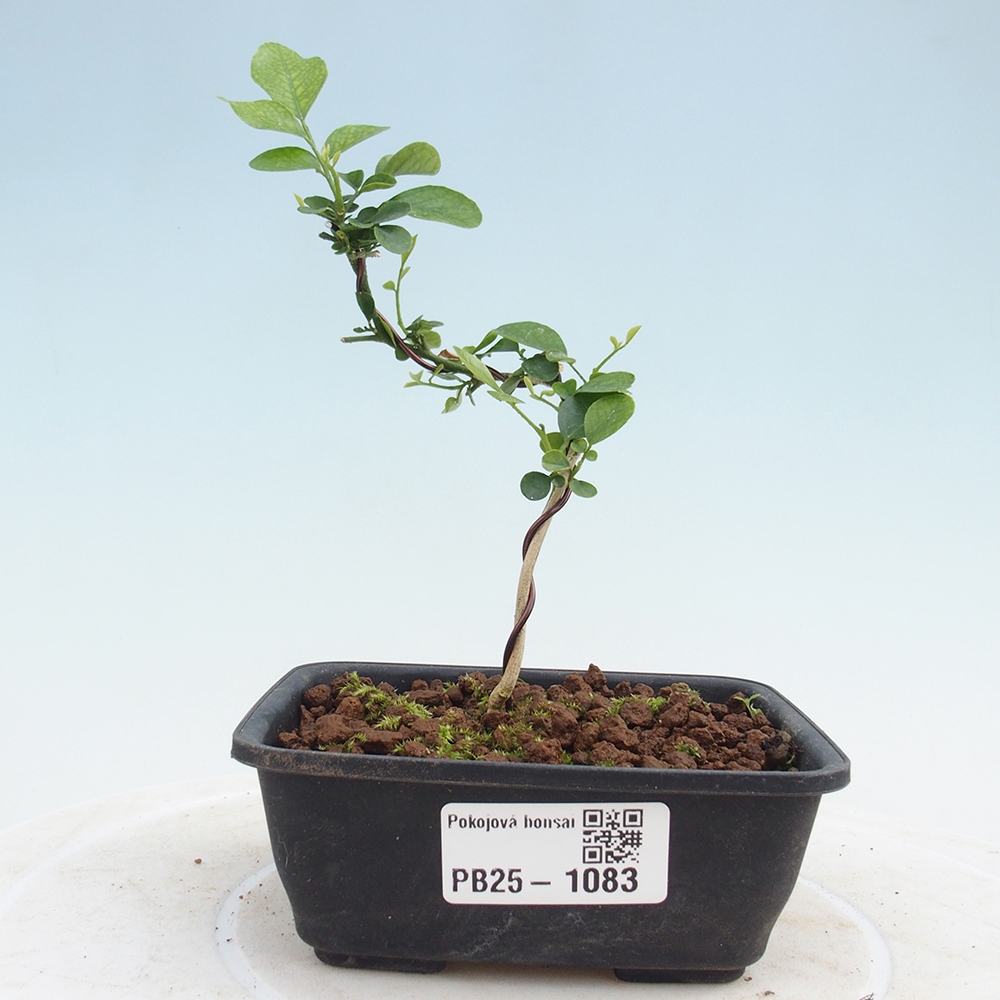 Pokojová bonsai - Muraya paniculata