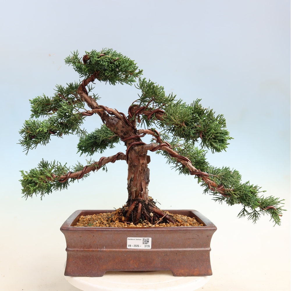 Venkovní bonsai - Juniperus chinensis Kishu -Jalovec čínský