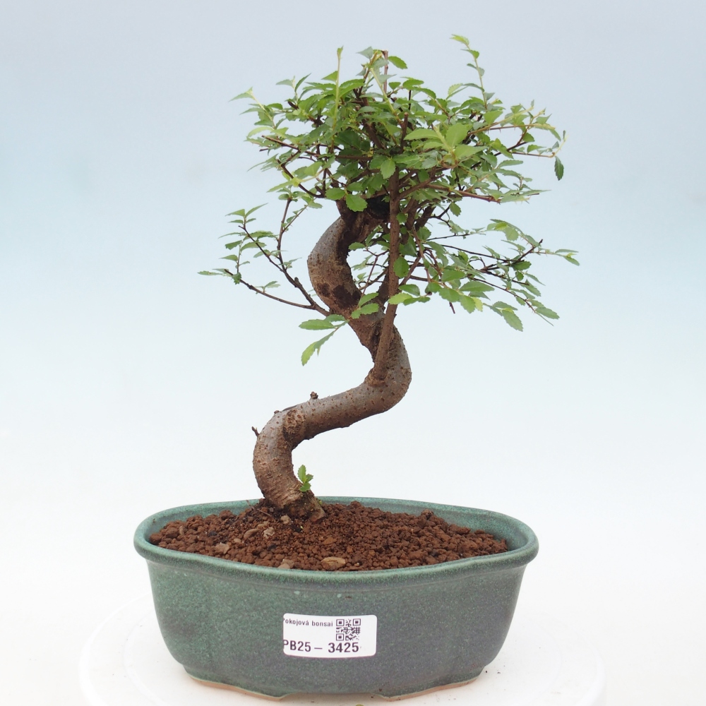Pokojová bonsai - Ulmus parvifolia - Malolistý jilm