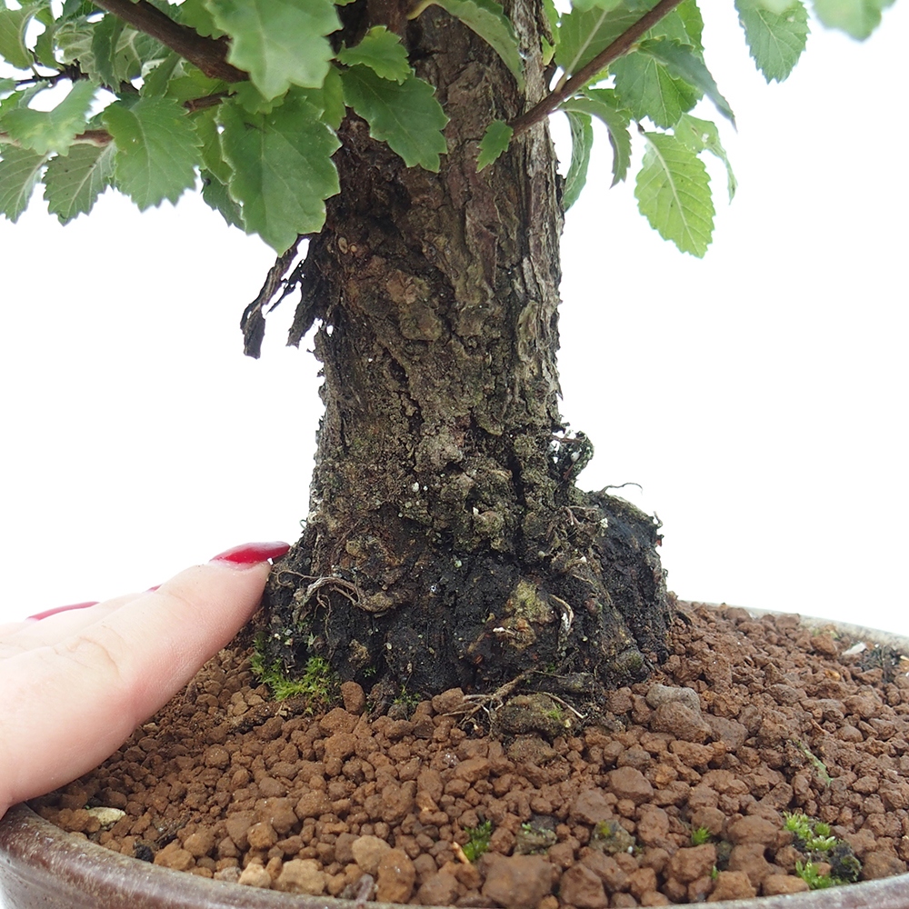 Venkovní bonsai - Zelkova - Zelkova NIRE
