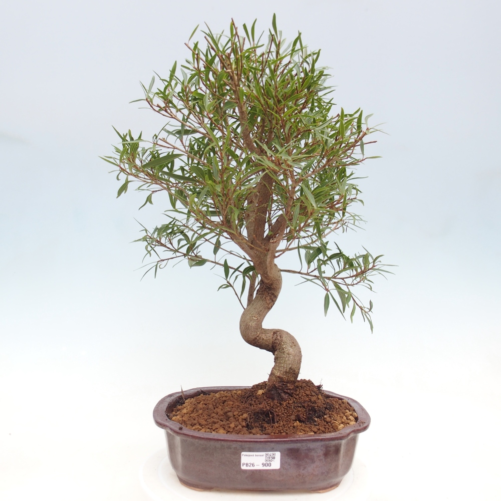 Pokojová bonsai - Ficus nerifolia -  malolistý fíkus
