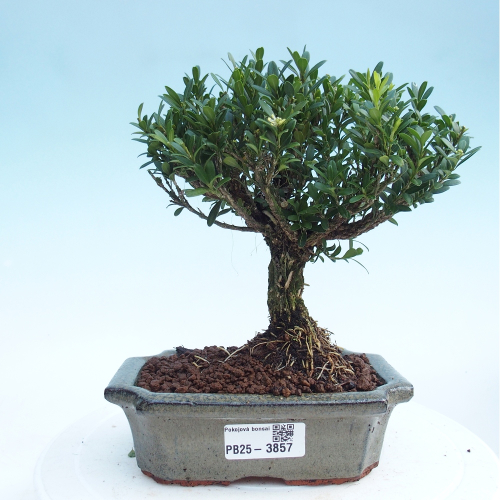 Pokojová bonsai - Buxus harlandii -korkový buxus