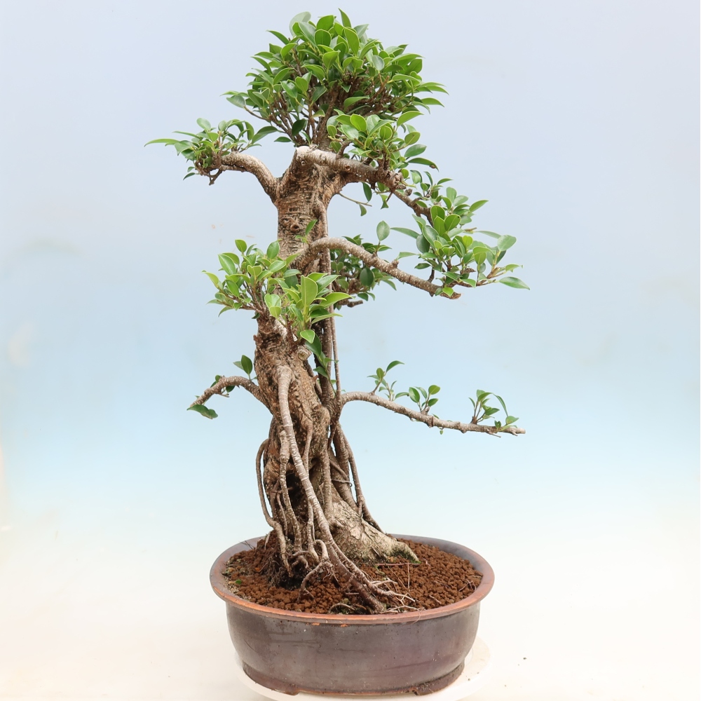 Pokojová bonsai - Ficus kimmen -  malolistý fíkus